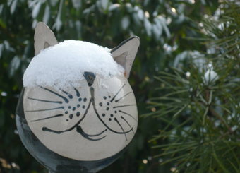 Katze mit Schnee auf dem Kopf